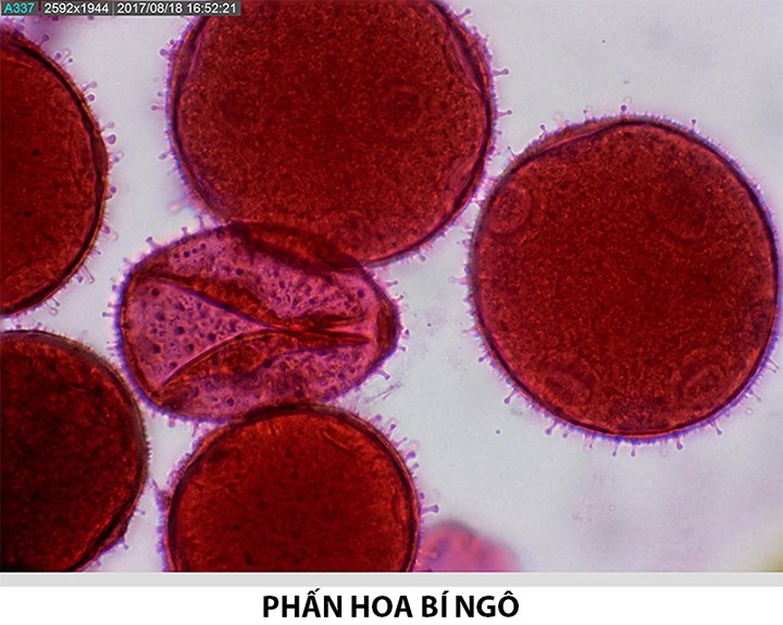 Dino-Lite AM7025X dùng trong quan sát phấn hoa bí ngô