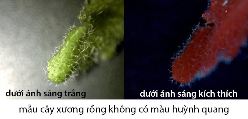mẫu vật cây xương rồng qua Dino-Lite AM4115T-CFVW mẫu vật cây xương rồng qua Dino-Lite AM4115T-CFVW