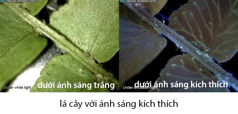 Ứng dụng khác của Dino-Lite AM4115T-CFVW Ứng dụng khác của Dino-Lite AM4115T-CFVW